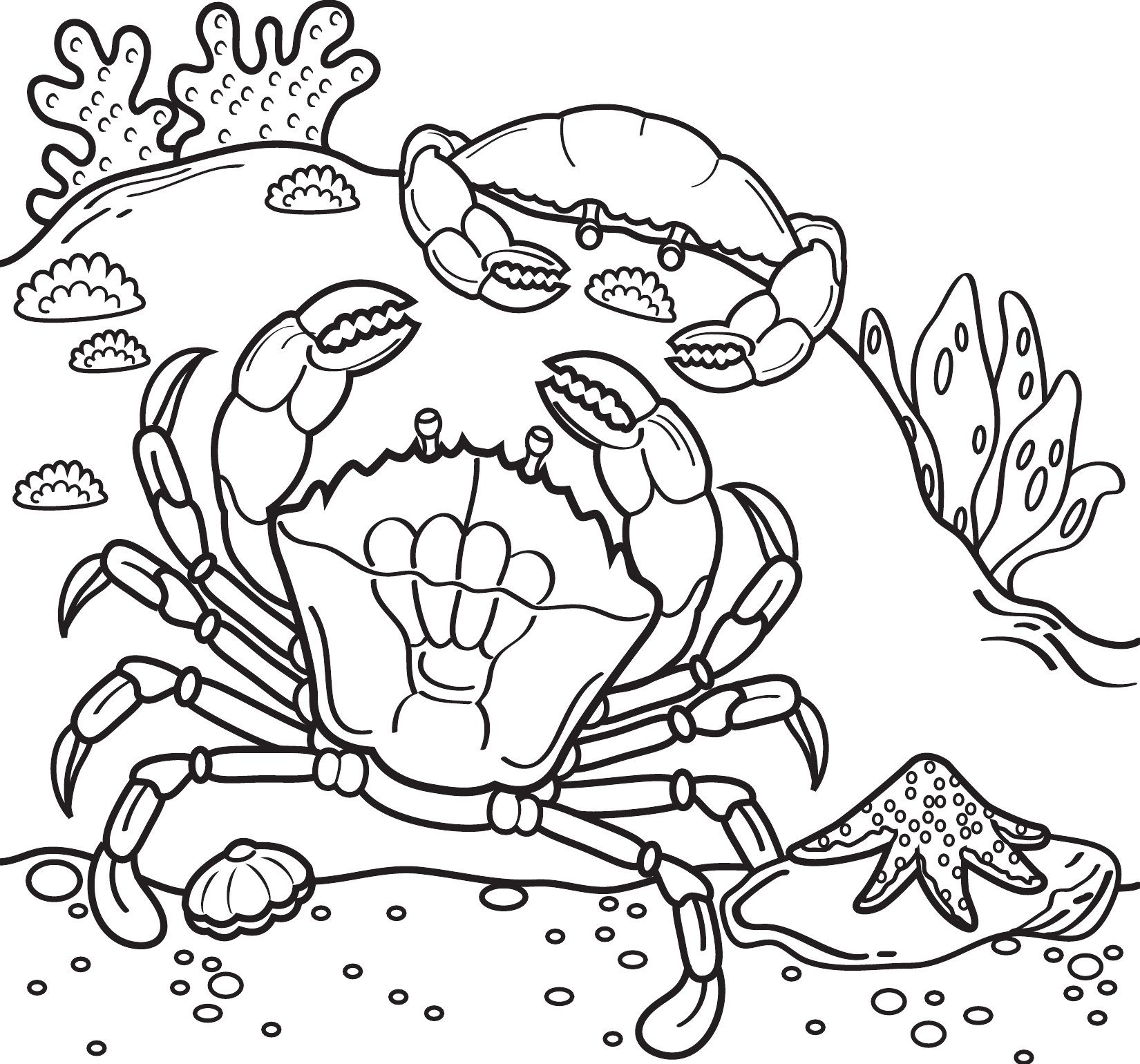 Thumbnail preview of Animals Sea Crabs