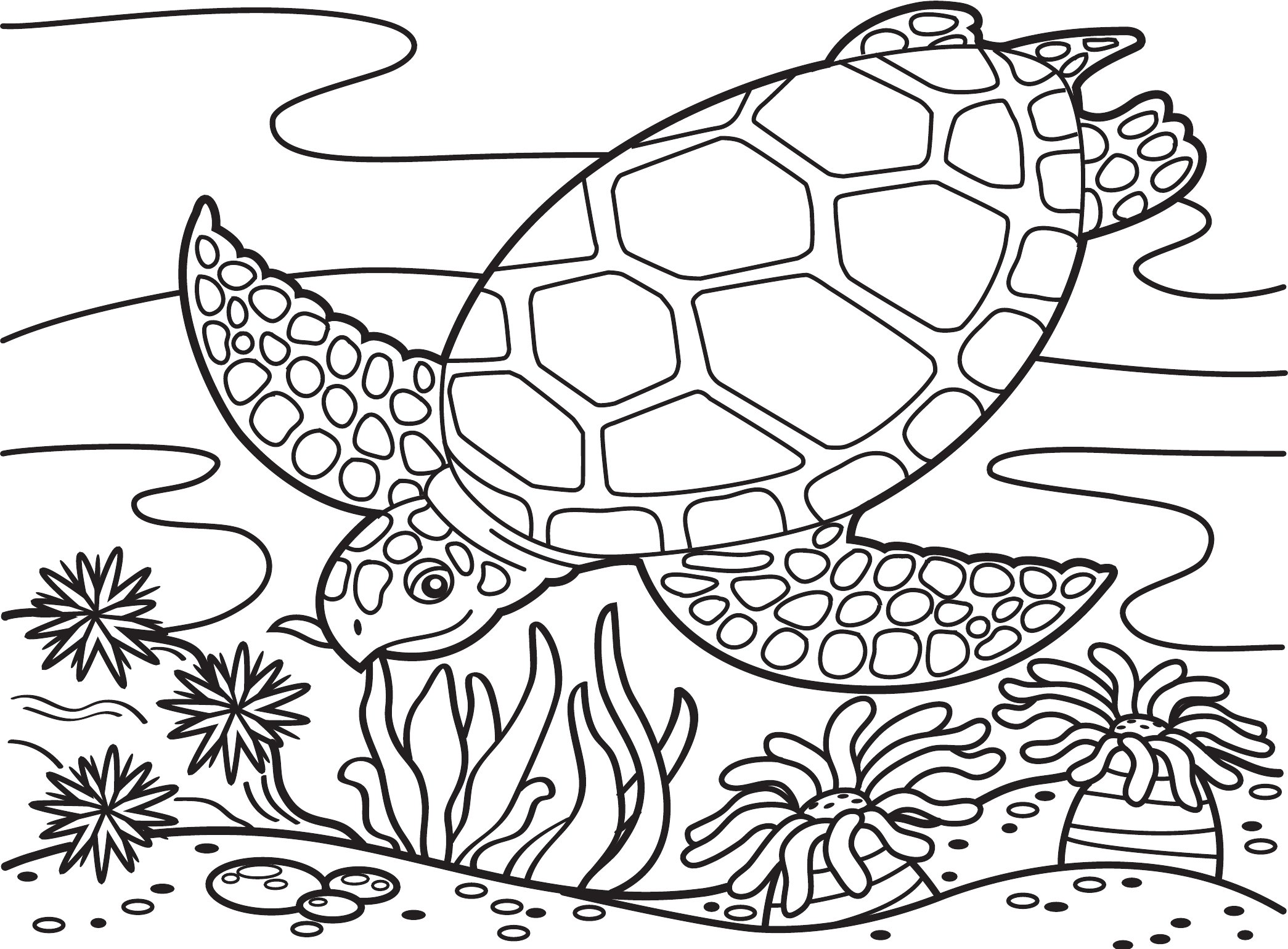 Thumbnail preview of Animals Sea Turtle