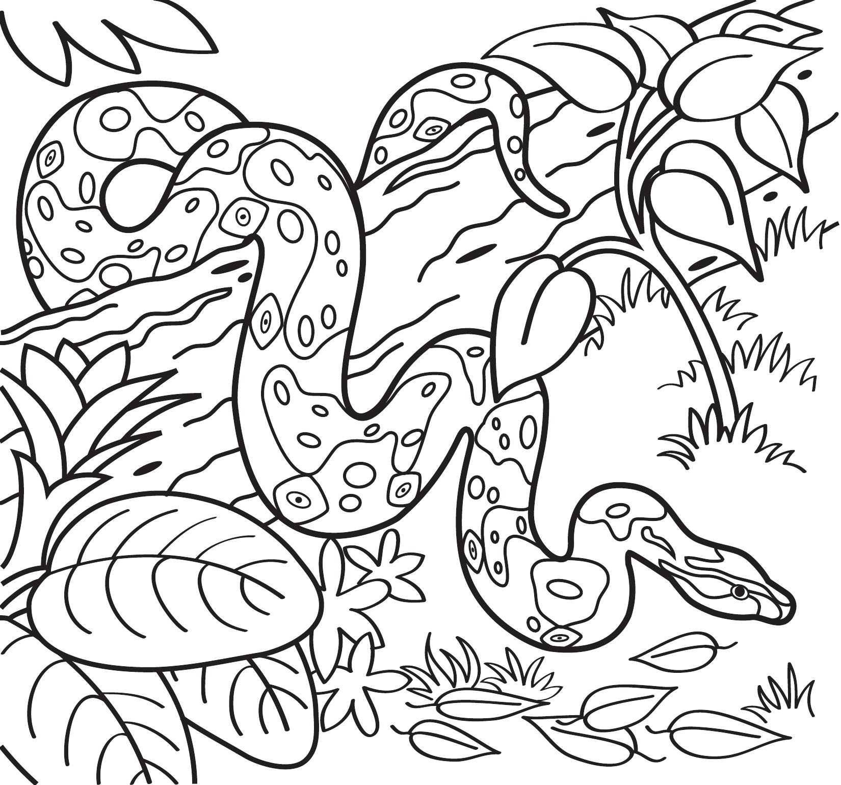 Thumbnail preview of Animals Wild Boa